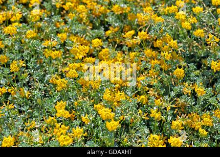 Fleurs Fleurs,plage,jaune Banque D'Images