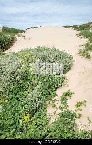 L'immense dunes à Formby point de la côte de Merseyside. Banque D'Images