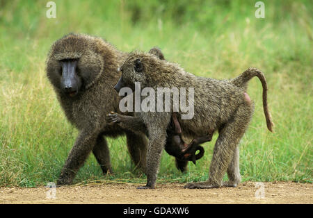 Le babouin Olive papio anubis, hommes et femmes, jeunes, comptable du parc de Masai Mara au Kenya Banque D'Images