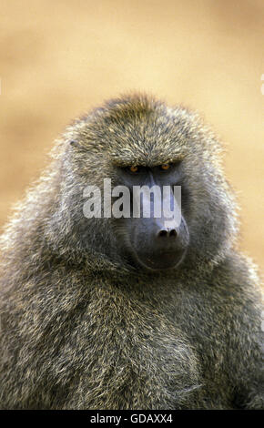 Le babouin Olive papio anubis,, Portrait d'homme, parc de Masai Mara au Kenya Banque D'Images