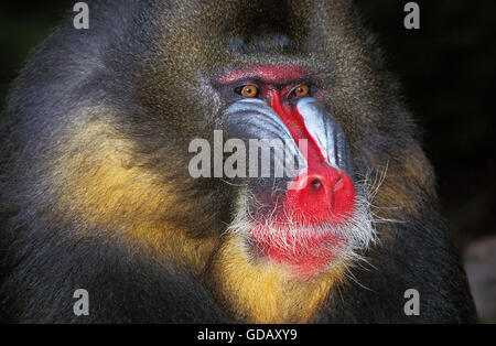 , Mandrill mandrillus sphinx, Portrait d'Homme Banque D'Images