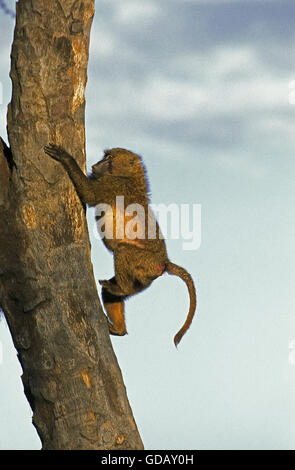 Le babouin Olive papio anubis, jeunes, tronc d'arbre d'escalade, parc de Masai Mara au Kenya Banque D'Images