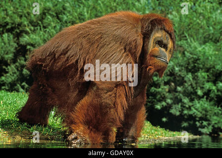 Pongo pygmaeus orang-outan mâle, PRÈS DE L'EAU Banque D'Images