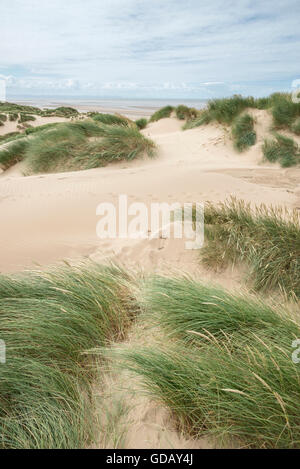 Dunes de sable de Formby point, le Merseyside avec Roseaux dans le vent. Banque D'Images