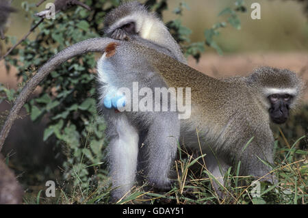 Singe vervet, Cercopithecus aethiops, paire sur Branch, le parc Kruger en Afrique du Sud Banque D'Images