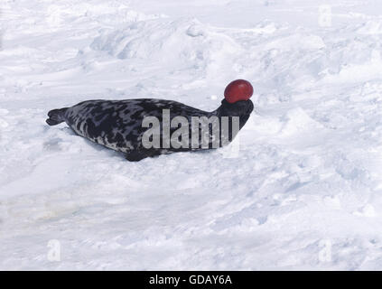 Phoque à capuchon, Cystophora cristata, homme sur la banquise, le capot et la membrane sont utilisés pour afficher l'agression lorsqu'il est menacé et qu'un avertissement durant la saison de reproduction, au Québec, l'Île Magdalena CanadaDA Banque D'Images