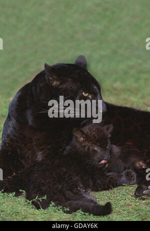 Black Panther, Panthera pardus, mère et son petit portant sur l'herbe Banque D'Images