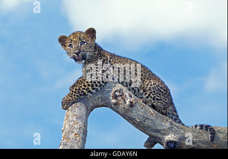 Panthera pardus léopard, CUB sur BRANCH Banque D'Images