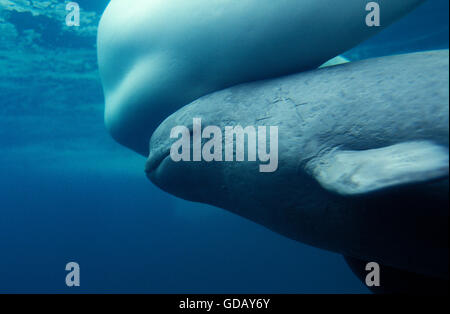 Béluga ou baleine blanche, Delphinapterus leucas, femelle et son veau Banque D'Images