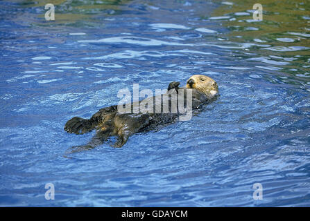 Loutre de mer (Enhydra lutris), CALIFORNIE Banque D'Images