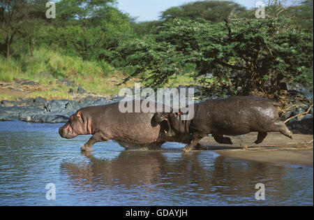 HIPPOPOTAMUS Hippopotamus amphibius, ADULTES ENTRANT DANS L'EAU, parc de Masai Mara au Kenya Banque D'Images