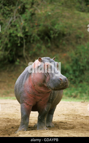 Hippopotame, Hippopotamus amphibius, parc de Masai Mara au Kenya Banque D'Images