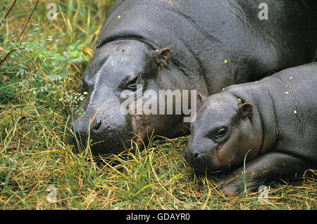 L'hippopotame pygmée, Choeropsis liberiensis, mère et son veau Sleeping Banque D'Images