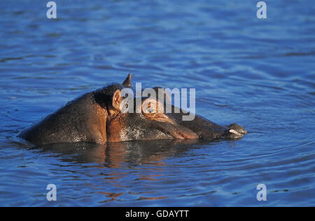 Hippopotame, Hippopotamus amphibius, chef à la surface de la rivière, dans le parc de Masai Mara au Kenya Banque D'Images