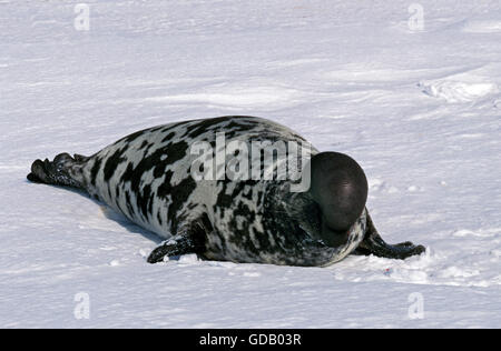 Phoque à capuchon Cystophora cristata, HOMME SUR LA GLACE, SUR LE TERRAIN AU CANADA L'ÎLE DE MAGDALENA Banque D'Images