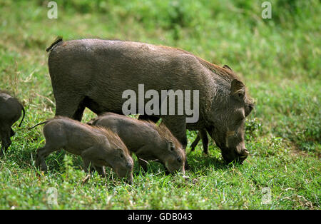 Phacochère, Phacochoerus aethiopicus, femme avec de Souabe mangeant de l'herbe, parc de Masai Mara au Kenya Banque D'Images