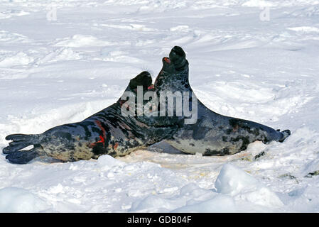 Phoque à capuchon Cystophora cristata, LUTTE ENTRE LES HOMMES SUR LE CHAMP DE GLACE, MAGDALENA ISLAND AU CANADA Banque D'Images