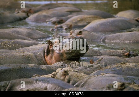Hippopotame, Hippopotamus amphibius, grand groupe au Parc des Virunga au Congo Banque D'Images