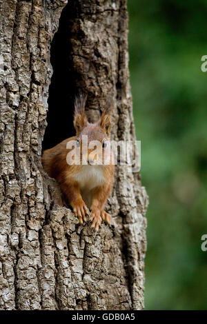 L'Écureuil roux sciurus vulgaris, adulte à l'entrée du nid, au tronc de l'arbre, LA NORMANDIE EN FRANCE Banque D'Images