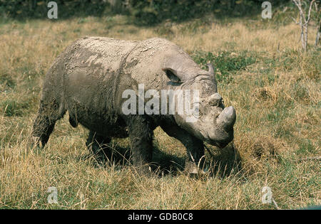 Rhinocéros de Sumatra Dicerorhinus sumatrensis, adulte, Banque D'Images