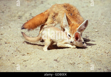 Fennec ou Renard du désert, fennecus zerda, Femme transportant les jeunes par cou Banque D'Images