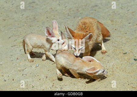 FENNEC fennecus zerda OU Renard du désert, MÈRE AVEC CUB Banque D'Images