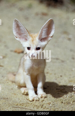 FENNEC fennecus zerda OU Renard du désert, LES JEUNES ASSIS SUR LE SABLE Banque D'Images