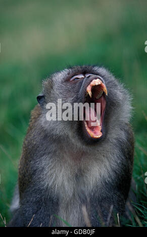 Macaque à longue queue, Macaca fascicularis, bâillements adultes avec la bouche ouverte Banque D'Images