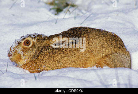 European Brown Hare, Lepus europaeus, des profils portant sur la neige Banque D'Images