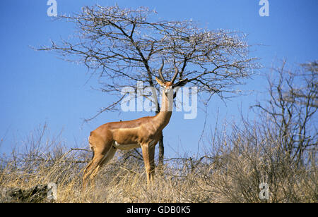 Gerenuk ou Waller litocranius walleri, la Gazelle, homme, parc de Samburu au Kenya Banque D'Images