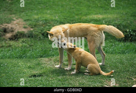 Dingo, canis familiaris dingo, Mère avec chiot, Australie Banque D'Images