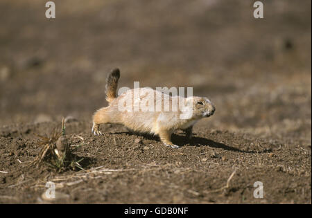 Black-Tailed, Chien de prairie Cynomys ludovicianus, adulte Banque D'Images