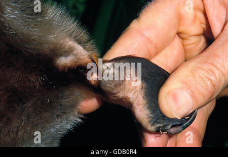 Ornithorhynchus anatinus ornithorynque mâle adulte, montrant l'homme épi venimeux sur les pattes postérieures, l'Australie Banque D'Images