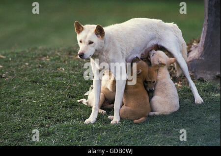 Dingo, canis familiaris dingo, mère de chiots suckling, Australie Banque D'Images