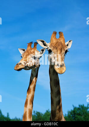 Rothschild, Giraffe Giraffa camelopardalis rothschildi, Portrait des adultes Banque D'Images