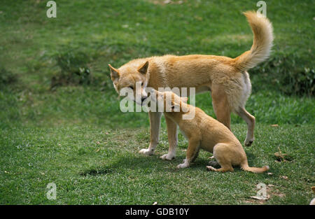 Dingo, canis familiaris dingo, Mère avec chiot, Australie Banque D'Images