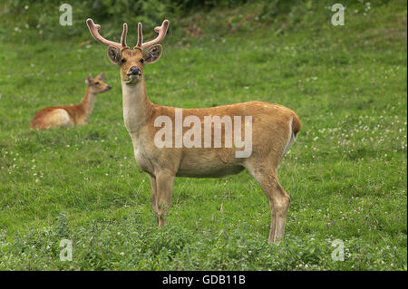 Barashingha Chevreuil ou cerf des marais, cervus duvauceli, paire Banque D'Images