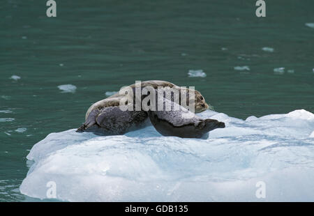 Harbour seal, Phoca vitulina, Femme avec Pup sur la glace, Canada Banque D'Images