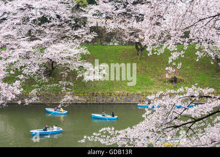 Fleur de cerisier,Chidorigafuchi,Chiyoda-Ku Tokyo,Japon, Banque D'Images