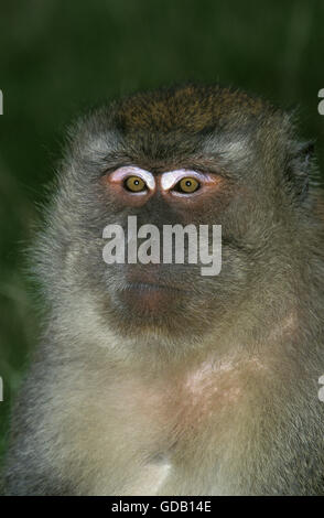 Macaque à longue queue, Macaca fascicularis, Portrait d'adulte Banque D'Images