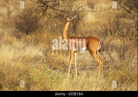 Gerenuk ou Waller litocranius walleri, la Gazelle, femme manger les feuilles, Parc de Samburu au Kenya Banque D'Images