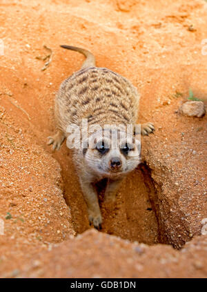 MEERKAT Suricata suricatta, ADULTE À DEN entrée privée, la Namibie Banque D'Images