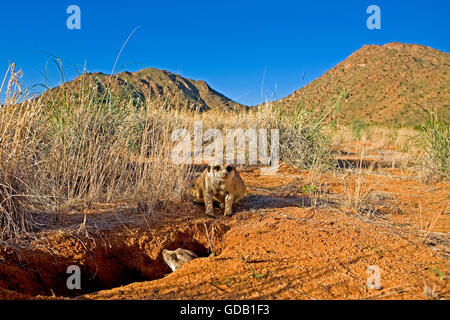 MEERKAT Suricata suricatta, ADULTES À DEN entrée privée, la Namibie Banque D'Images