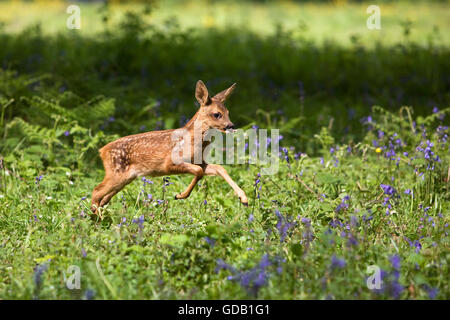 Chevreuil, Capreolus capreolus, Fauve d'exécution à travers les fleurs, Normandie Banque D'Images