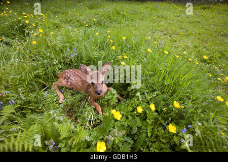 Chevreuil, Capreolus capreolus, fauve portant sur les fleurs, la Normandie Banque D'Images