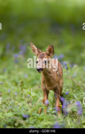 Chevreuil, Capreolus capreolus, fauve avec fleurs, Normandie Banque D'Images