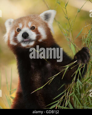 Le panda rouge, Ailurus fulgens, adulte commandant le bambou Banque D'Images