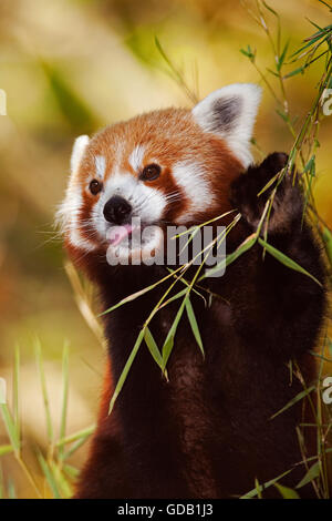 Le panda rouge, Ailurus fulgens, adulte qui les feuilles du bambou Banque D'Images