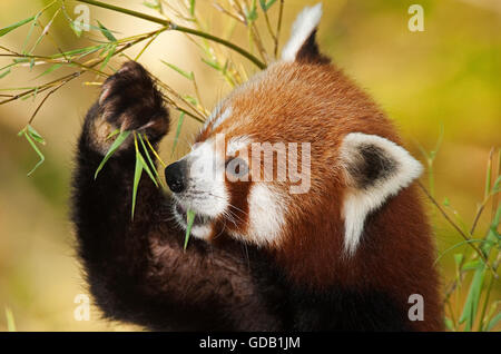 Le panda rouge, Ailurus fulgens, adulte commandant le bambou Banque D'Images