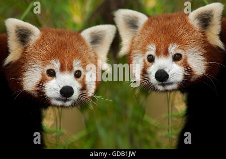 Le panda rouge, Ailurus fulgens, Portrait des adultes Banque D'Images